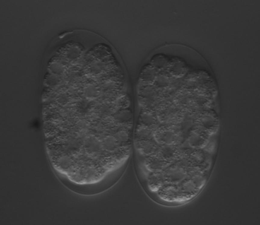 Diese Expression wird beibehalten (H und I) und weicht auch in Embryonen, die eine him-5-mutation im Hintergrund tragen (rechter Embryo), nicht ab