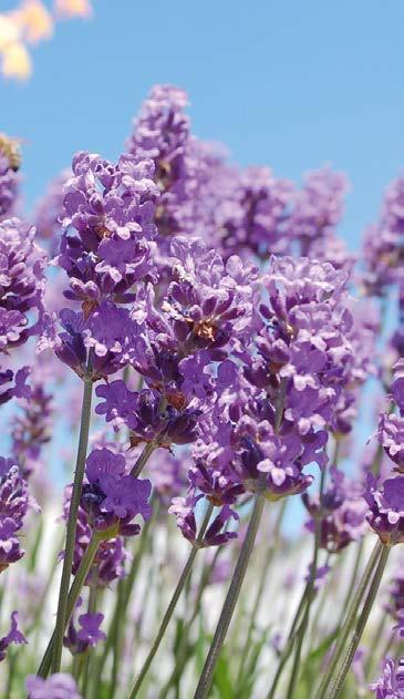 99 Garten-Lavendel Lavandula angustifolia, mit