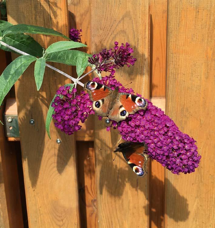 Schmetterlinge, Hummeln und andere Insekten erfreuen