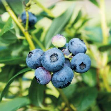 corymbosum, blaue Beeren, selbstbefruchtend,