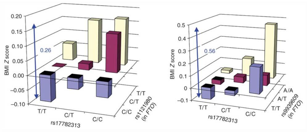 MC4R: Melanocortinrezeptor Body Mass Index und Körperfettmasse bei einer Variation nahe MC4R (Melanocortinrezeptor 4) Loos R et al.