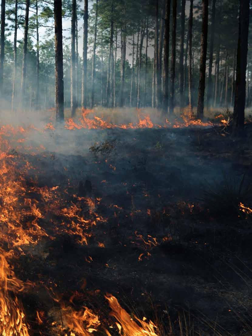 Ökoklimatologie Extreme Wetterereignisse wie Dürren oder Waldbrände bedrohen auch unsere Regionen. Im Herbst 2011 brannte es am Nordufer des Sylvensteinspeichers tagelang.