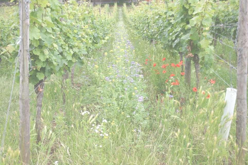 Ökologischer Weinbau Hinweise zur Umstellung