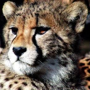 SCHOOL-SCOUT Lernwerkstatt: Raubkatzen Seite 29 von 62 Gepard Lies den Text über den Gepard und unt erstreiche alle wichtigen Informationen! Der Gepard lebt in Afrika.