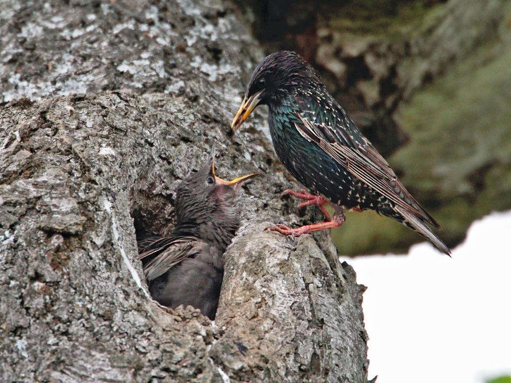 Beide Eltern bebrüten die 4-6 Eier, nach ungefähr 12 Tagen schlüpfen die Jungen. Es beginnt eine intensive Zeit für die fütternden Stare. 50 Fütterungsflüge pro Tag sind anfangs notwendig.