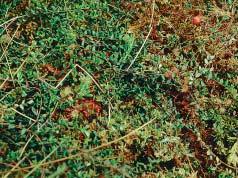 nium myrtillus) ist die Rauschbeere (Vaccinium uliginosum) mit ihren großen, blaubereiften Beeren.