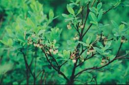 Die Besenheide (Calluna vulgaris) ist eigentlich keine typische Moorpflanze, denn sie ist auf nährstoffarmen und sauren Böden weit verbreitet.
