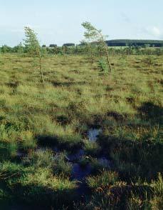 Zentrale Hochmoorfläche im Schwarzen Moor mit einzelnen, kümmerlichen Kiefern, die scherzhaft Rhön-Bonsais genannt werden.