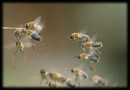 Paarungsbiologie der Bienen beachten! Massiver Drohnenüberschuss (etwa 20.