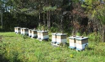 Crowding honeybee