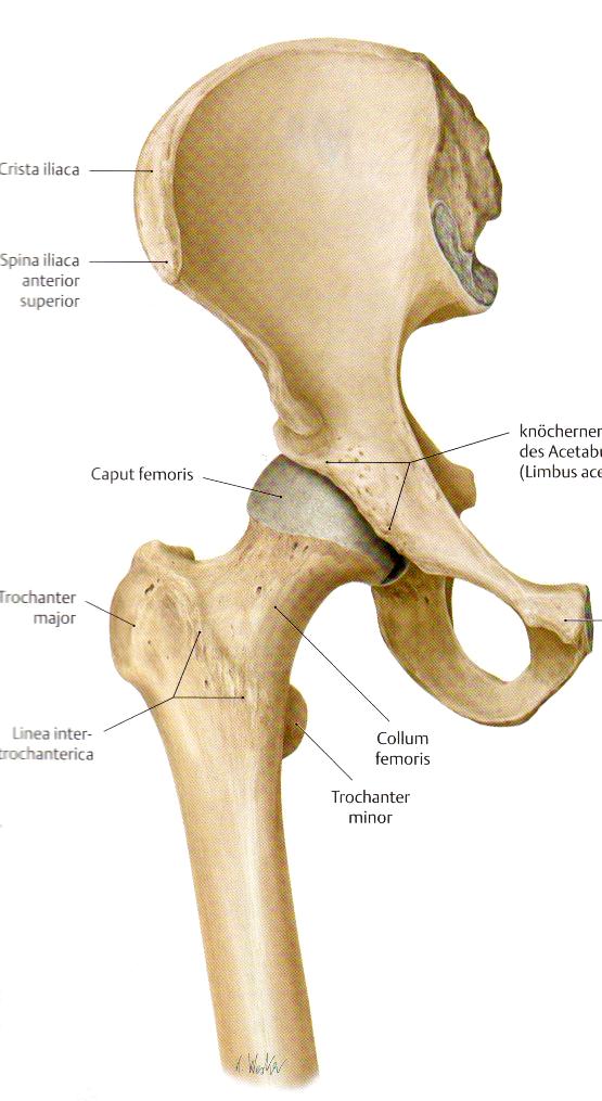 Einleitung 1.4 Definition und Pathophysiologie der Hüftdysplasie und Hüftluxation 1.4.1 Anatomie des Hüftgelenks Das Hüftgelenk (Art.