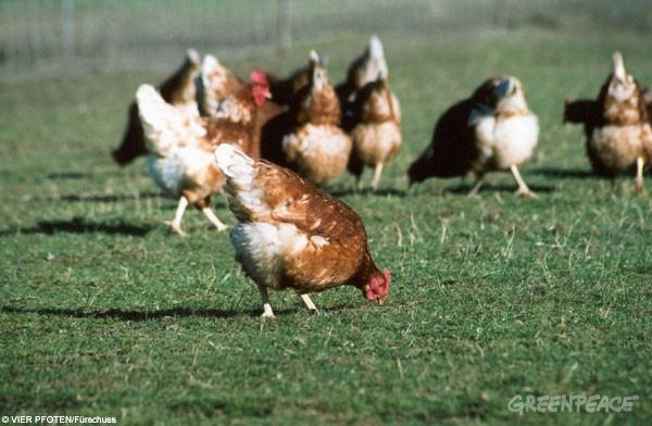 Die Haltungsmethoden unterscheiden sich zunächst sehr stark voneinander. Bei der Bodenhaltung leben etwa 9 Hennen auf einem Quadratmeter. Ein Betrieb hat in etwa 200.000 Tiere.