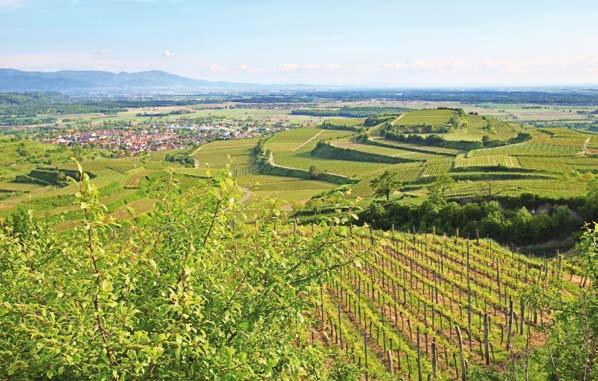 Erlebnisse Weinkulinarische Erlebnisse Wandern entlang des Kaiserstuhlpfades mit seiner einzigartigen Flora & Fauna - Besichtigung von malerischen Winzerdörfern an der elsässischen Weinstrasse- Blick