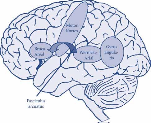 Sprache und Gehirn Hirnareale, die an Verarbeitung von Sprache zentral beteiligt sind Auditorische Kortex: Aufnahme des auditorischen Sprachsignals Visueller Kortex Aufnahme der Schrift beim Lesen