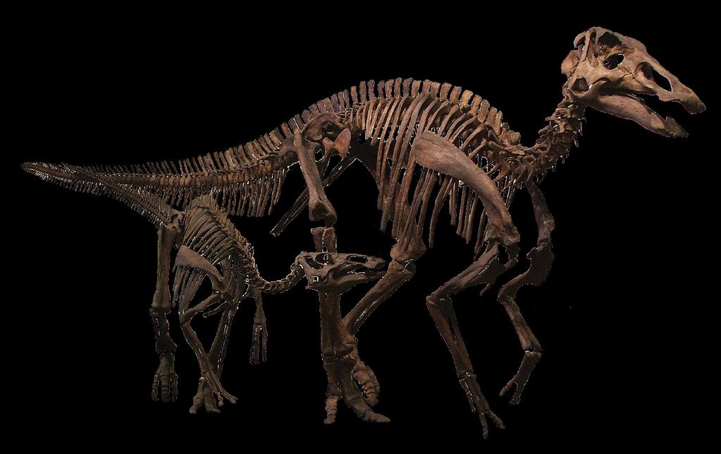 4 Leben in Rudeln Es gibt Orte, an denen Knochen von mehreren Tyrannosauriern, aber von keinen anderen Dinosauriern gefunden wurden.