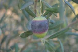 Ernte Planung und Vorbereitung Neben Faktoren wie Olivensorte, Klima, Erde oder Zustand der Bäumen hat auch der Erntezeitpunkt einen wesentlichen Einfluss auf die geschmacklichen und inhaltlichen