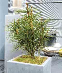 Pinus sylvestris 'Watereri' 99 Langsamwachsende, kompakte Sorte,