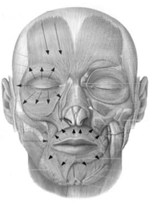 Das PNF-Konzept: Anwendung in der orofacialen Therapie 175 Abbildung 3. Flipp- und Widerstandsrichtungen für einige mimische Muskeln (Schünke et al., 2009).