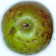Die wichtigsten physiologischen Schäden an gelagerten Äpfeln Generell treten an Äpfeln zwei verschiedenen Arten von Schäden auf: 1.