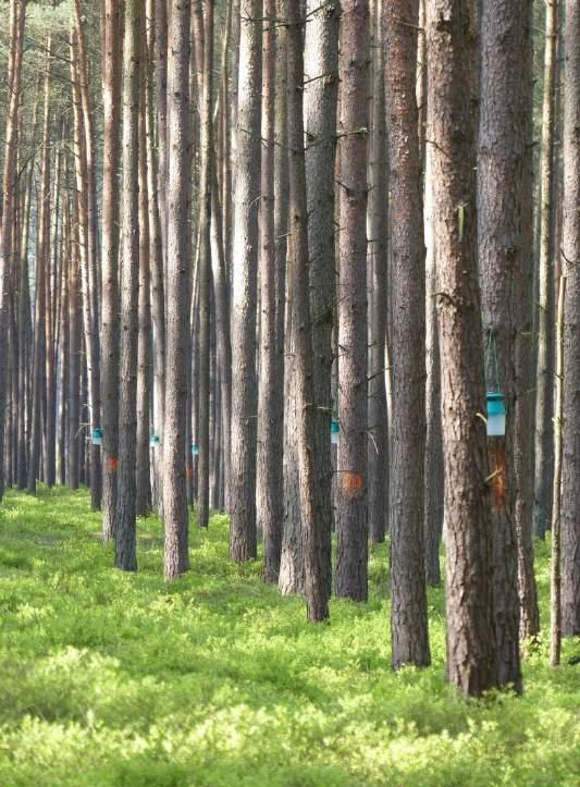 Nonne - Intensive Überwachung der männlichen Nonnenfalter in der Latenz in der Zeit vom 15. Juni bis 15. August mit Lockstofffallen im verdichteten Netz - 01.Juli bis 15.