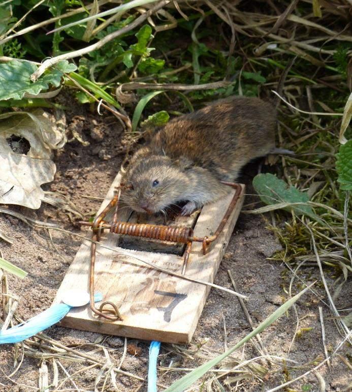 Mäuse - Regelüberwachung in den Forstämtern Monatliche Erfassung der Mäuseschäden im ewsm Überwachung in den Forstämtern durch Probefänge im September/Oktober 50 handelsübliche Schlagfallen im