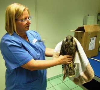 Tierrettung in die Tierklinik Hofheim eingeliefert.