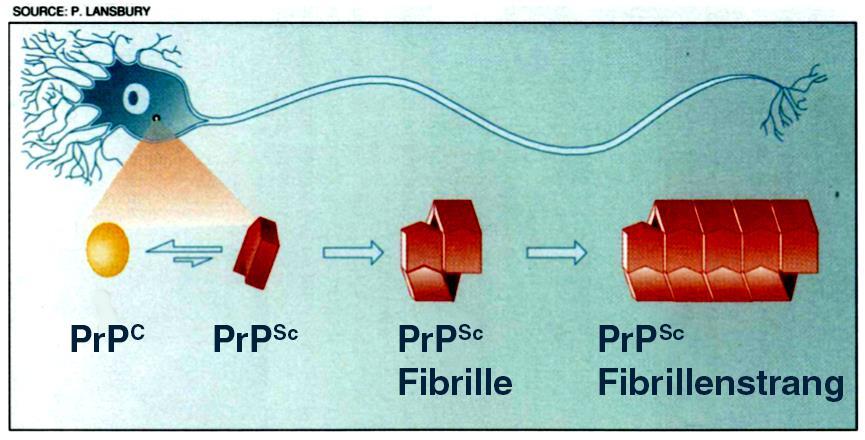 Replikation PrP Sc Fibrillen binden an PrP C und verändern es zu