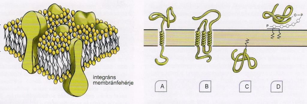 Aufbauelemente der Membran (Membrankomponente) Kopf Schwanz Membranproteine kleine Vergr. Lipide: ca.