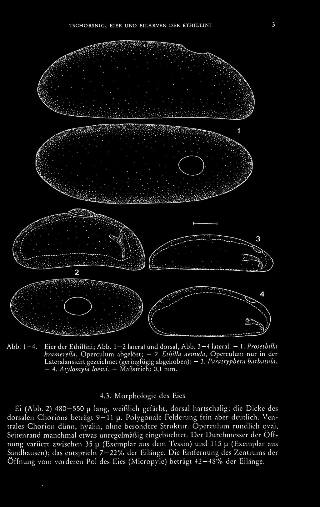 Ventrales Chorion dünn, hyalin, ohne besondere Struktur. Operculum rundlich oval, Seitenrand manchmal etwas unregelmäßig eingebuchtet.