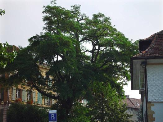 Robinie oder Falsche Akazie (Robinia pseudoacacia) Die Robinie ist ein Baum, der bis über 30 m hoch werden kann.