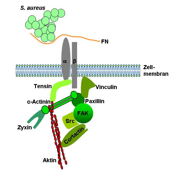 1 EINLEITUNG 13 Abb. 1.5: Schematische Übersicht von fokalen Kontakten. Die gezeigten Proteine sind Markerproteine von FK. FN, Fibronektin; FAK, fokale Adhäsionskinase; Src, Familie der Src- Kinasen.