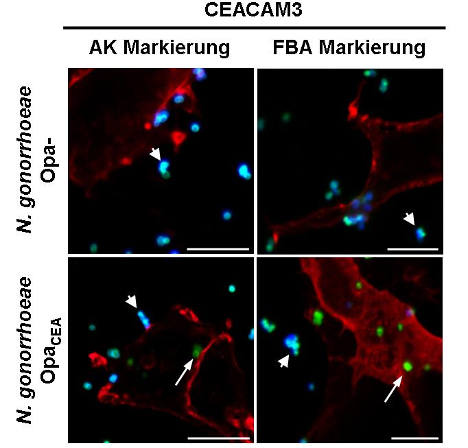 2 ENTWICKLUNG EINER IMMUNOFLUORESZENZFÄRBEMETHODE 26 A B Abb 2.