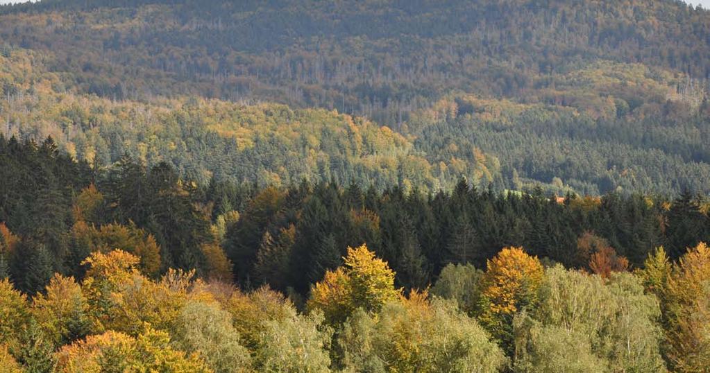 Wälder brauchen Vielfalt Arnsberger Waldforum 2017 Erziehung konkurrenzstarker, stabiler, produktiver und zugleich vielfältiger naturnaher Mischwälder mit hohem Anpassungspotential (Foto: Dr.