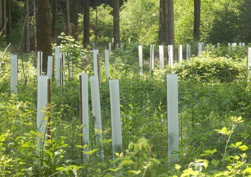 Auf 63 Prozent der Waldfläche Nordrhein-Westfalens liegt es in den Händen vieler privater Waldbesitzerinnen und Waldbesitzer durch die Bewirtschaftung ihres Waldbesitzes dafür Sorge zu tragen, dass