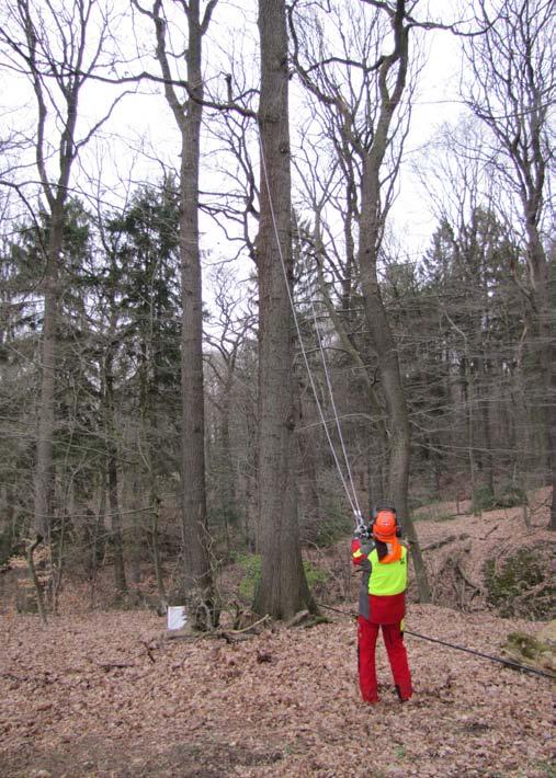 In der manuellen Holzernte müssen Bäume häufig unter zu Hilfenahme einer Seilwinde gefällt werden, um die gewünschte Fallrichtung sicher zu stellen.