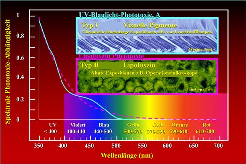 3 Spektrale Abhängigkeit der Phototoxie mit Schäden vom