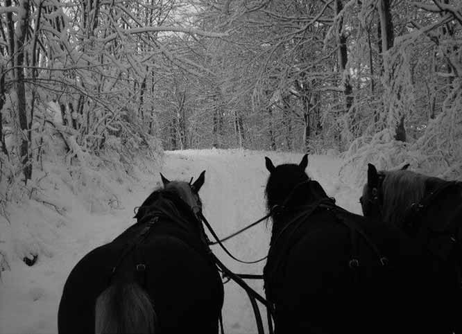 11156T Weihnachtsfahrt um Schloss Lichtenstein Hartmut Reiser Winterzeit, Waldesstille, fahles Licht und einsame Wege erleben wir mit der Pferdekutsche in der Vorweihnachtszeit.