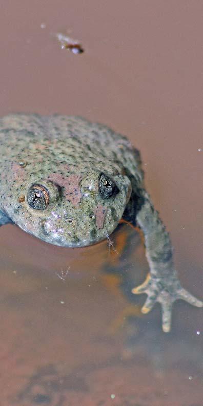 4 Warum ist der Schutz der Amphibien so wichtig? Amphibien sind vom Aussterben bedroht! Viele heimische Amphibien-Arten sind auf der Roten Liste. Weltweit sind 1/3 der rund 5.