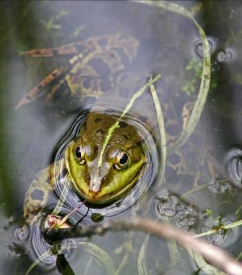 6 Welche Arten sind in Pforzheim heimisch? Im Raum Pforzheim finden 12 von 19 in Mitteleuropa heimischen Amphibien-Arten ihr Vorkommen.