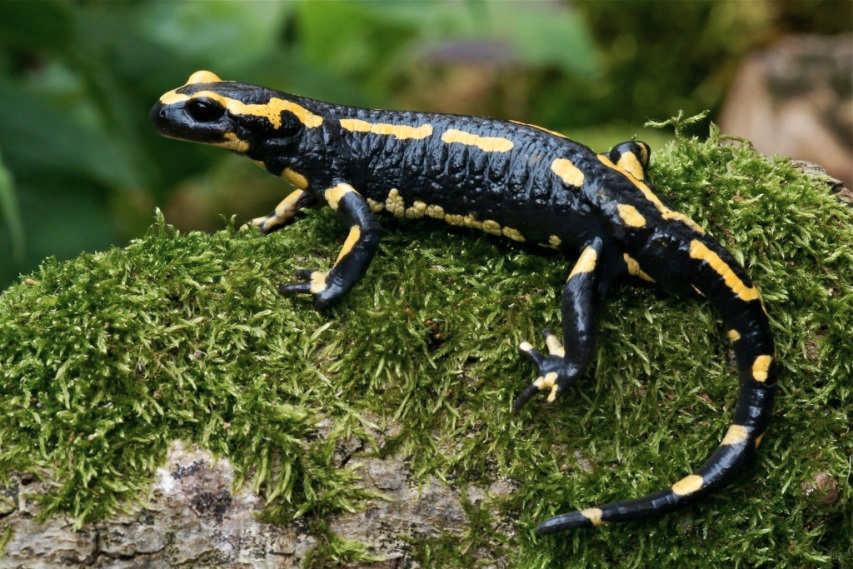 Echte Salamander (Salamandridae) Feuersalamander (Salamandra salamandra terrestris) Beurteilung der Datengrundlage Der Feuersalamander pflanzt sich nicht in den üblichen Amphibiengewässern fort,