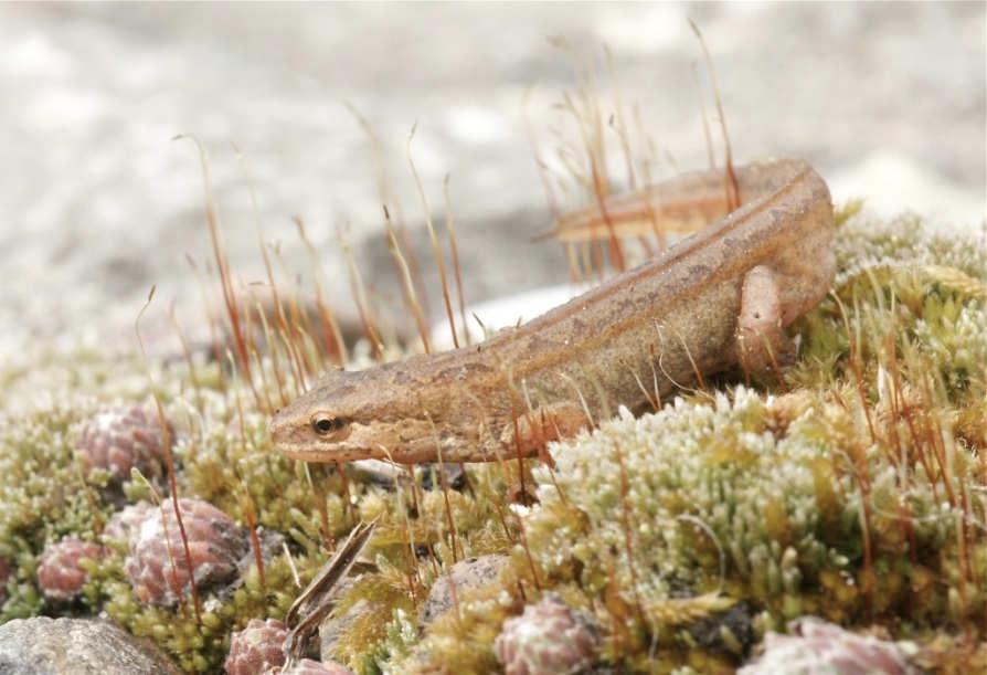 Echte Salamander (Salamandridae) Fadenmolch (Lissotriton helveticus) Beurteilung der Datengrundlage Der Fadenmolch ist eine kleine, unauffällige Art und lebt gut versteckt in pflanzenreichen Weihern.