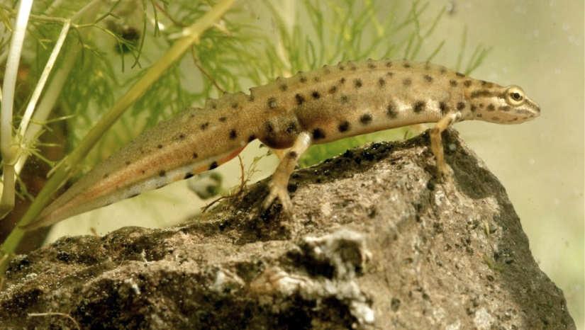 Echte Salamander (Salamandridae) Teichmolch (Lissotriton vulgaris vulgaris) Beurteilung der Datengrundlage Der Teichmolch ist eine unauffällige und kleine Art, die gut versteckt in pflanzenreichen