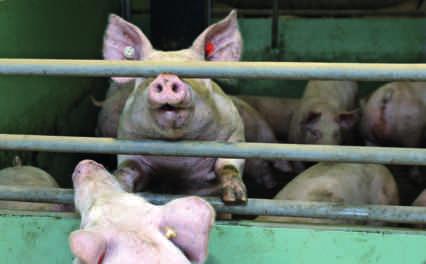 3 Spezialisierte Schweinebetriebe Spezialisierte Schweinebetriebe erlösen mehr als zwei Drittel ihrer Umsätze aus dem Verkauf von Schweinen bzw. Ferkeln.