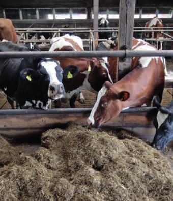 Auch im Zeitraum von 1999 bis 2010 setzte sich der Strukturwandel in Schleswig-Holstein zu immer größeren Tierbeständen pro Betrieb fort: Der Gesamtbestand an Rindern sank in diesem Zeitraum von