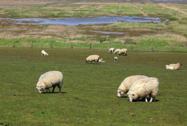 2.2.4 Schafe Bei den Schafen stellt sich die Verteilung in den einzelnen Größenklassen relativ gleichmäßig dar.