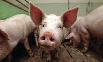 1.2 Schweine In der Schweinezucht werden heute hauptsächlich Hybrid- und Kreuzungszuchtprogramme durchgeführt.
