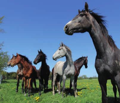 1.5 Pferde Schleswig-Holstein gehört neben Niedersachsen und Nordrhein-Westfalen zu den Pferdezucht- Hochburgen in Deutschland.