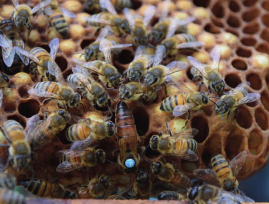1.6 Weitere Tierarten Bienen Die Honigbiene ist weltweit der wichtigste tierische Bestäuber in der Landwirtschaft und für mehr als 90 % der kommerziellen Bestäubung verantwortlich.