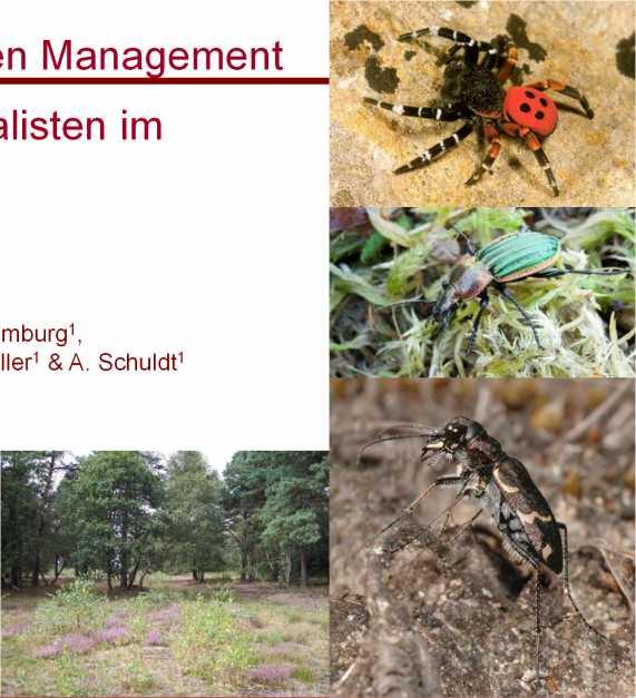 Heidearten benötigen Management Lebensraumspezialisten im Naturschutzgebiet Lüneburger Heide Th. Aßmann 1, C. Drees 1,2, K. Homburg 1, H. Krause 1, A. Taboada 1,3, E Völler 1 & A.