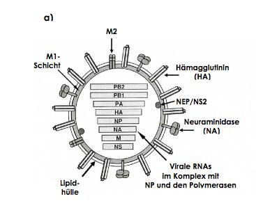 II. Literaturübersicht - 17 - A B Abb. 1: Struktur eines Virions des Genus A A schematische Darstellung eines IAV-Partikels, Abbildung modifiziert nach Fields 5. Edition, Abbildung 47.